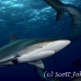 shark_silky_far_jar_h_0135_cub1413_rv.jpg